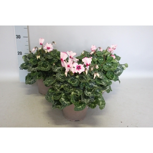 Cyclamen  Super Serie XXL Victoria Light pink