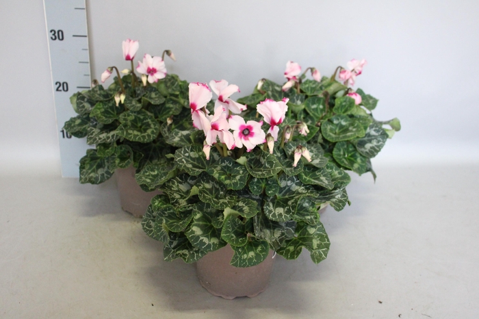<h4>Cyclamen  Super Serie XXL Victoria Light pink</h4>