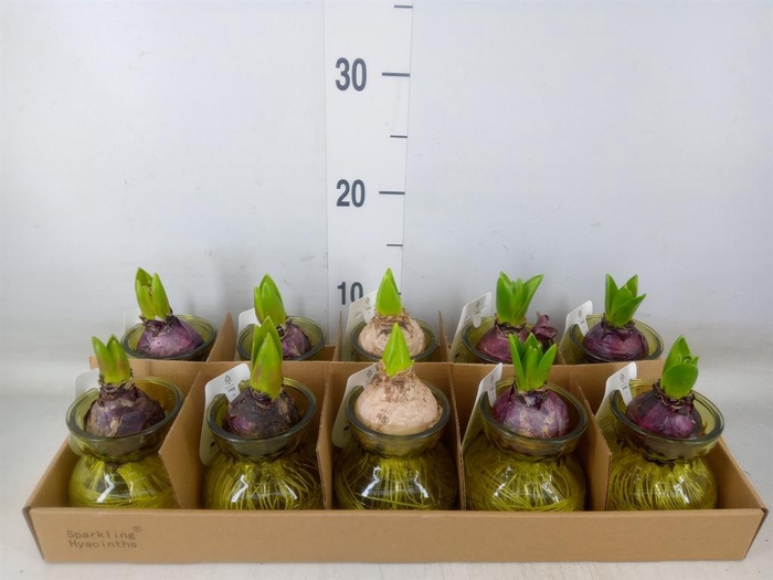 <h4>Planten ..in schaal L%</h4>