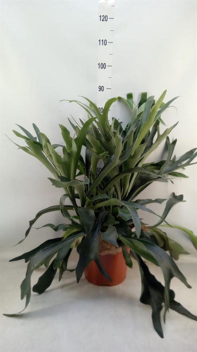 <h4>Platycerium bifurc.</h4>