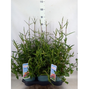 Verbena bonariensis