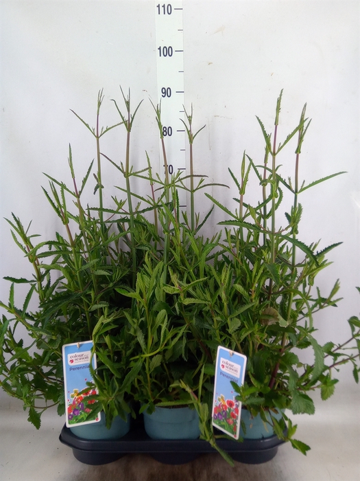 <h4>Verbena bonariensis</h4>