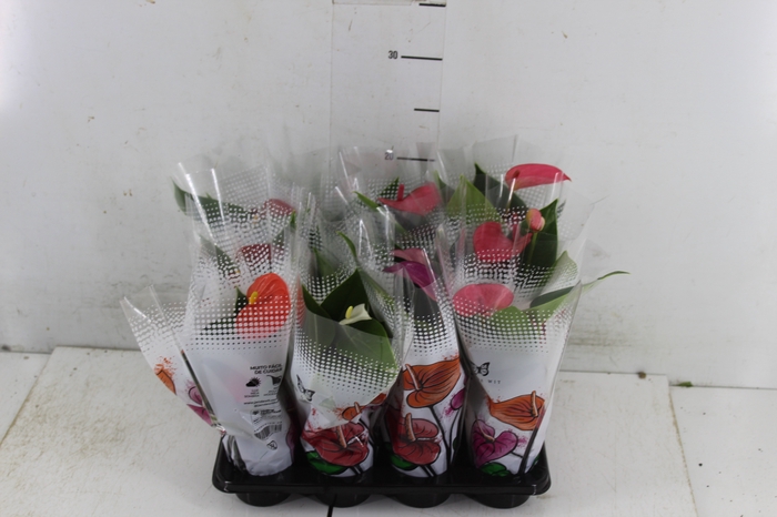 <h4>ANTHURIUM VARIADO P06</h4>