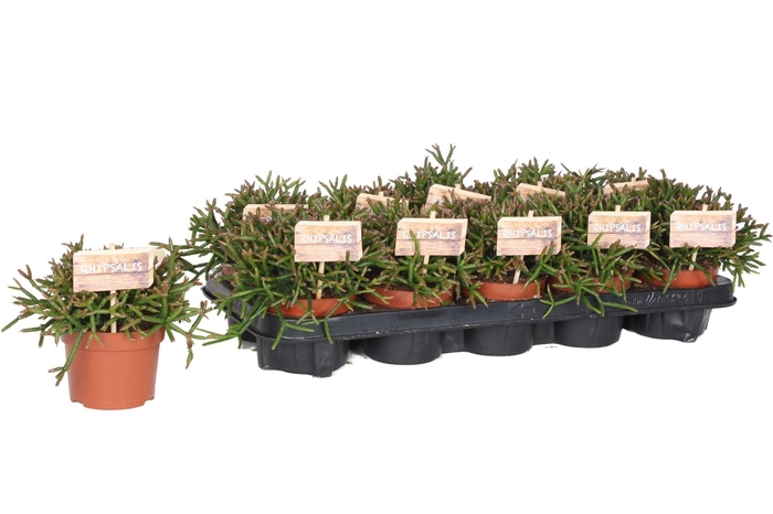 Rhipsalis Burchellii 10,5 cm
