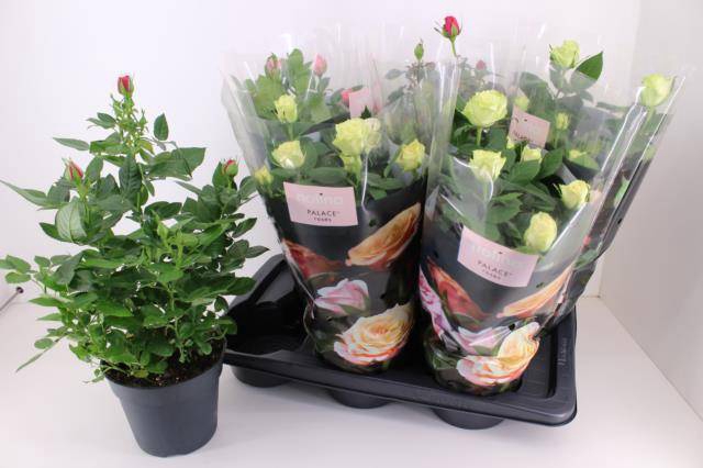 <h4>ROSA PALACE MIX P17</h4>