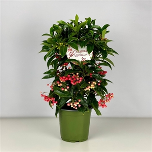 Ardisia crenata Bospremium Red 2024