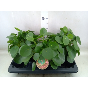 Pilea peperomoides