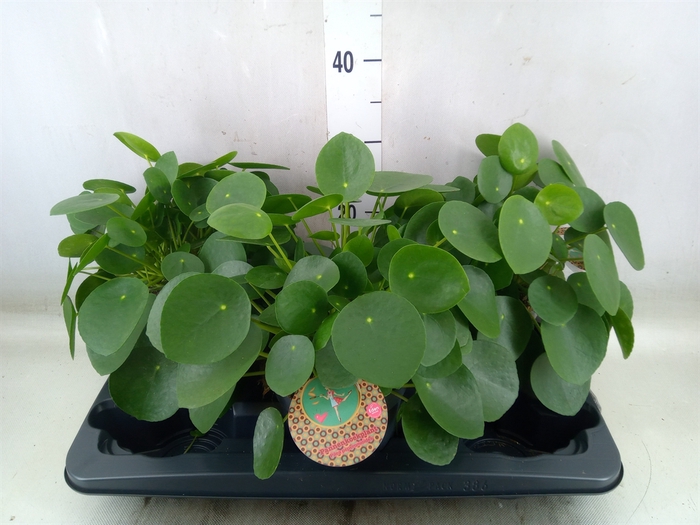 <h4>Pilea peperomoides</h4>