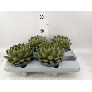 Echeveria   ...not flowering