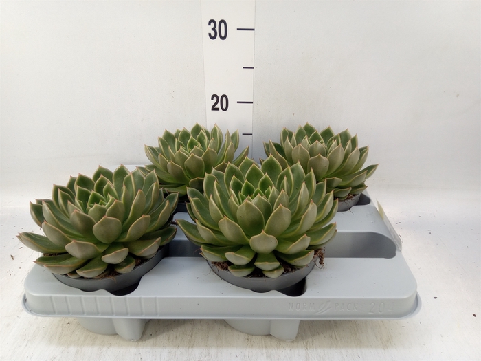 <h4>Echeveria   ...not flowering</h4>