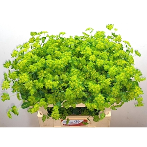 Bupleurum Rotundifol