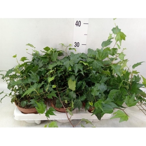 Hedera helix 'Green Ripple'