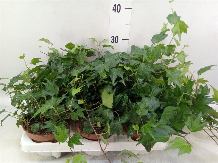 <h4>Hedera helix 'Green Ripple'</h4>