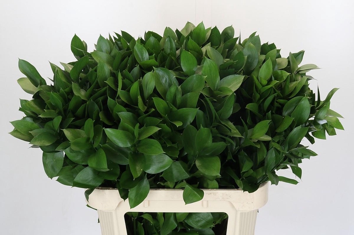 <h4>Ruscus Hypophyllum</h4>