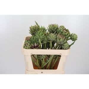 Cynara Sc Green Glob