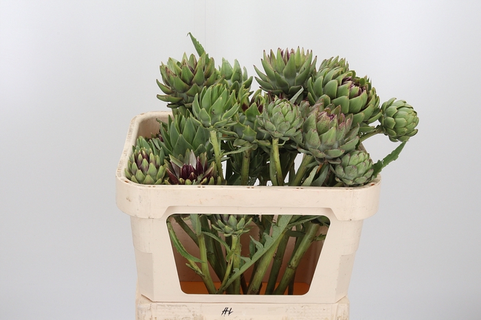 <h4>Cynara Sc Green Glob</h4>