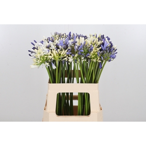 Agapanthus Overig