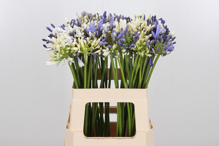<h4>Agapanthus Overig</h4>