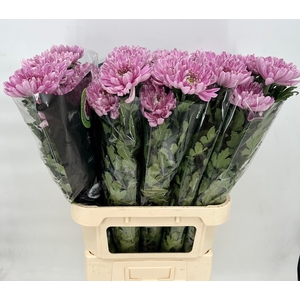 Chrys Gp Rossano Purple