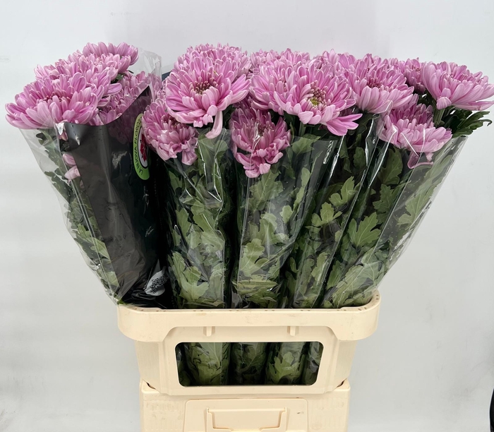 <h4>Chrys Gp Rossano Purple</h4>