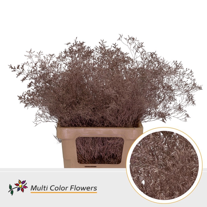 <h4>Limonium Beltlaard Rose Goud</h4>