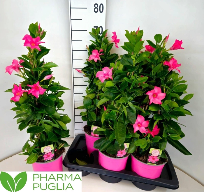 <h4>MANDE RIO EL CORA PI</h4>