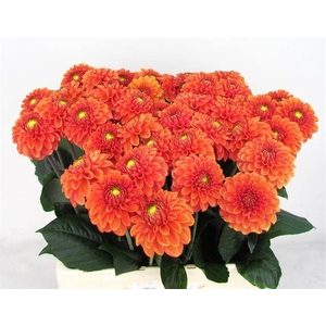 Dahlia Bright Orange Koppert