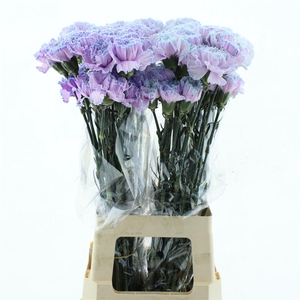 Di St Col Klb H% Cct-054