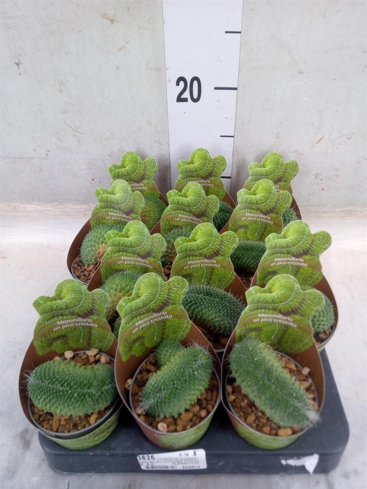 <h4>Cactus   ...</h4>