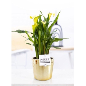 Zantedeschia yellow in P&PURE Laryssa ceramics shiny gold