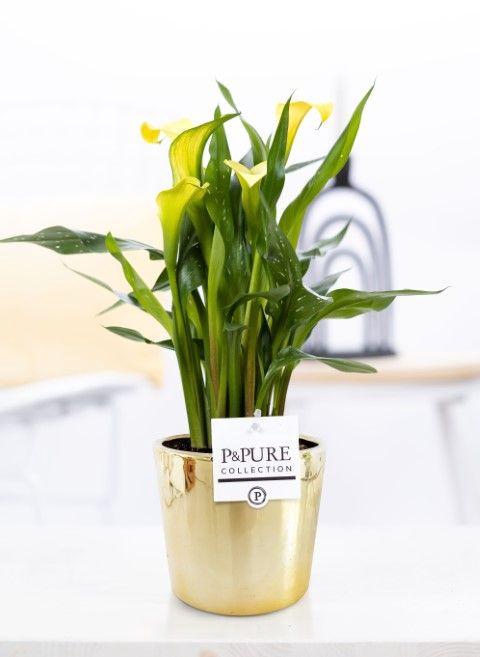 <h4>Zantedeschia yellow in P&PURE Laryssa ceramics shiny gold</h4>