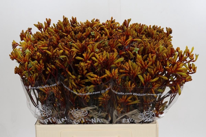 <h4>Anigozanthos Gold Fever</h4>