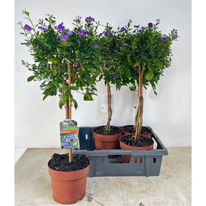 SOLANUM OV