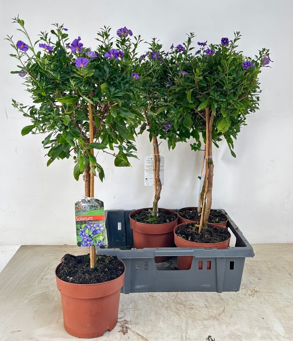 <h4>SOLANUM OV</h4>