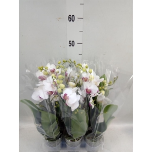 Phalaenopsis multi. 'FC Safe Haven'