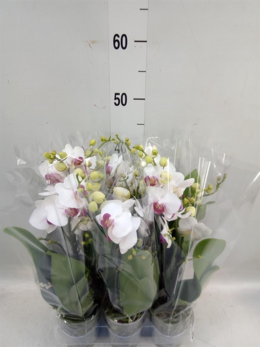 <h4>Phalaenopsis multi. 'FC Safe Haven'</h4>