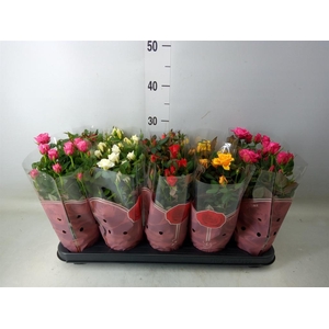 Rosa  'Star Roses'   ...mix 4