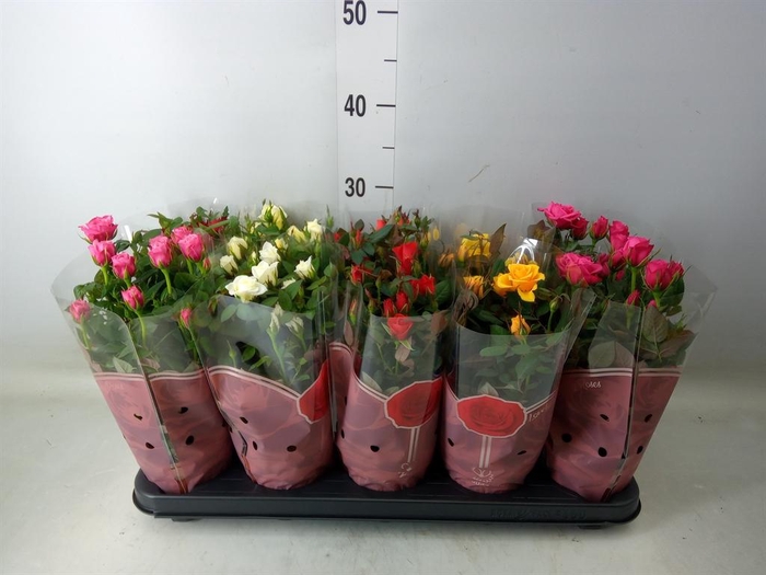 <h4>Rosa 'Star Roses' ...mix 4</h4>