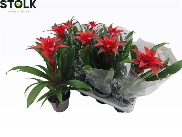 <h4>GUZM AMORETTO P13</h4>