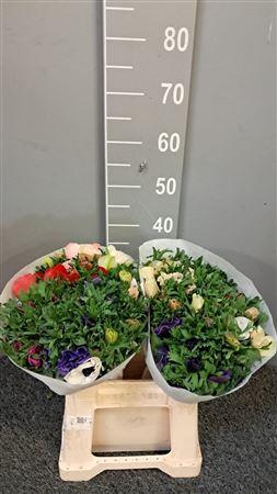 <h4>Anem Rainbow Jaguar</h4>