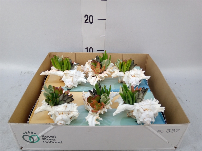 <h4>Planten  ..in schelp L%</h4>