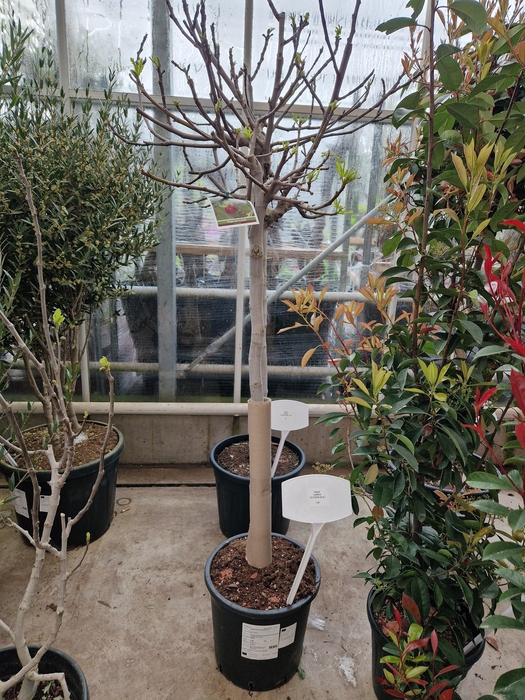 <h4>FICUS CARICA</h4>