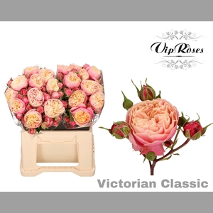 R TR VICTOR CLASSIC@