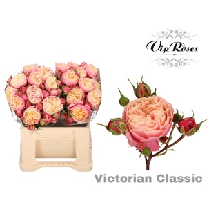 R Tr Victor Classic@