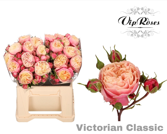 <h4>R TR VICTOR CLASSIC@</h4>