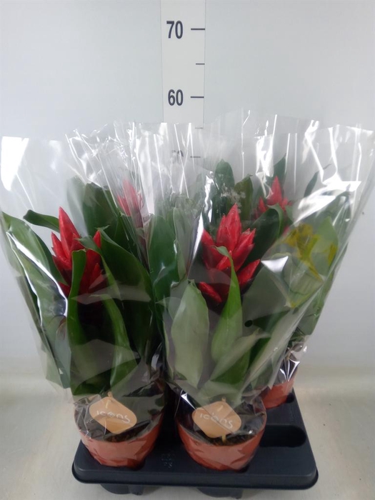 <h4>Guzmania   ...</h4>