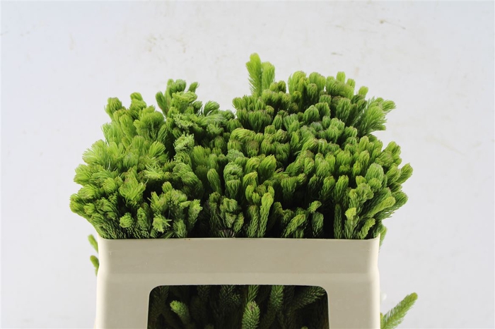 <h4>Kaaps Brunia Albiflora Green</h4>