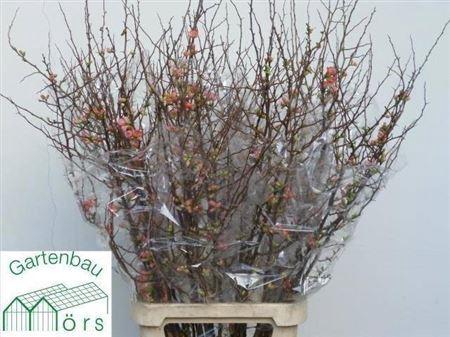 <h4>Chaenomeles Superba</h4>