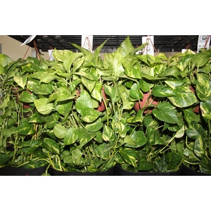 JIBOIA VERDE C21 PENDENTE