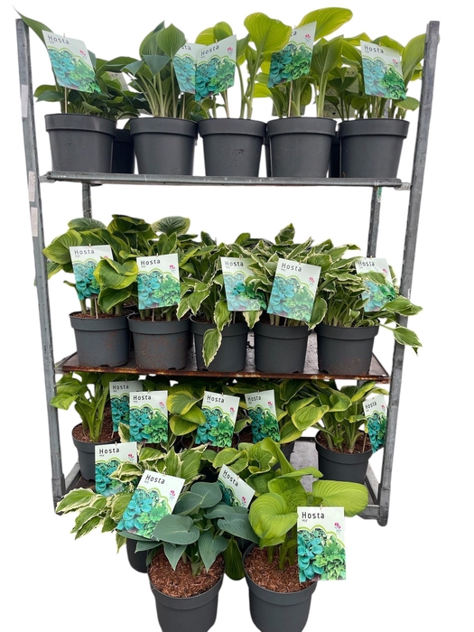 <h4>HOST X FORTUNEI</h4>